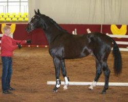 dressage horse Don Henry 13 (Bayer, 2013, from Danone 4)