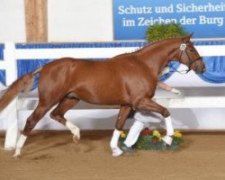 stallion Duras (Bavarian, 2013, from Danone 4)