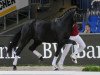 dressage horse Devil's Own (Württemberger, 2013, from Damon Hill)