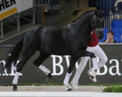 dressage horse Devil's Own (Württemberger, 2013, from Damon Hill)