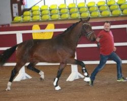 dressage horse Samuel (Oldenburg, 2013, from Ampère)