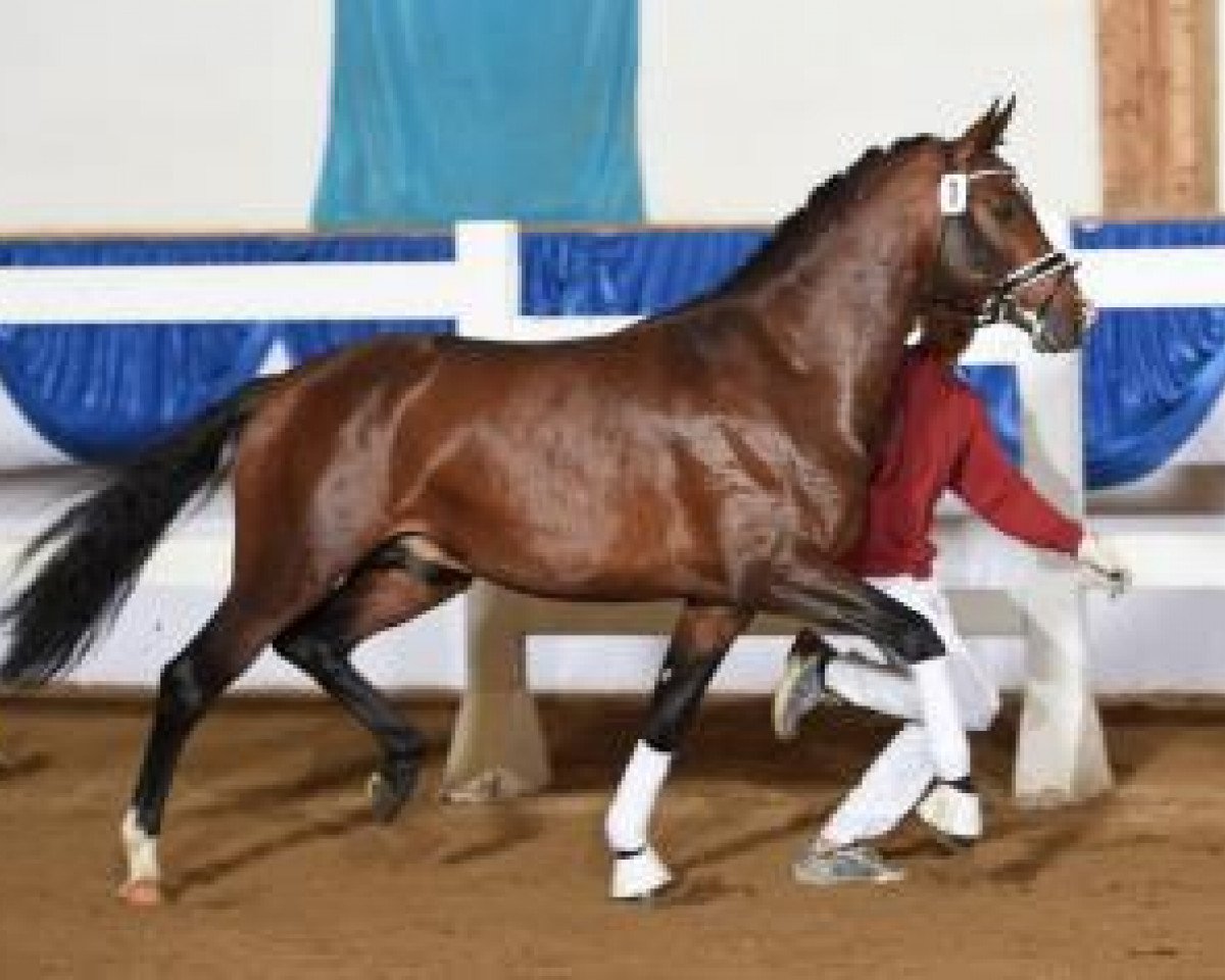 dressage horse Aloha from Hell L (Bavarian, 2013, from Ampère)