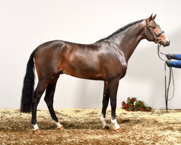 stallion C-Hardwell (Holsteiner, 2012, from Clinton I)