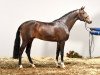 stallion C-Hardwell (Holsteiner, 2012, from Clinton I)