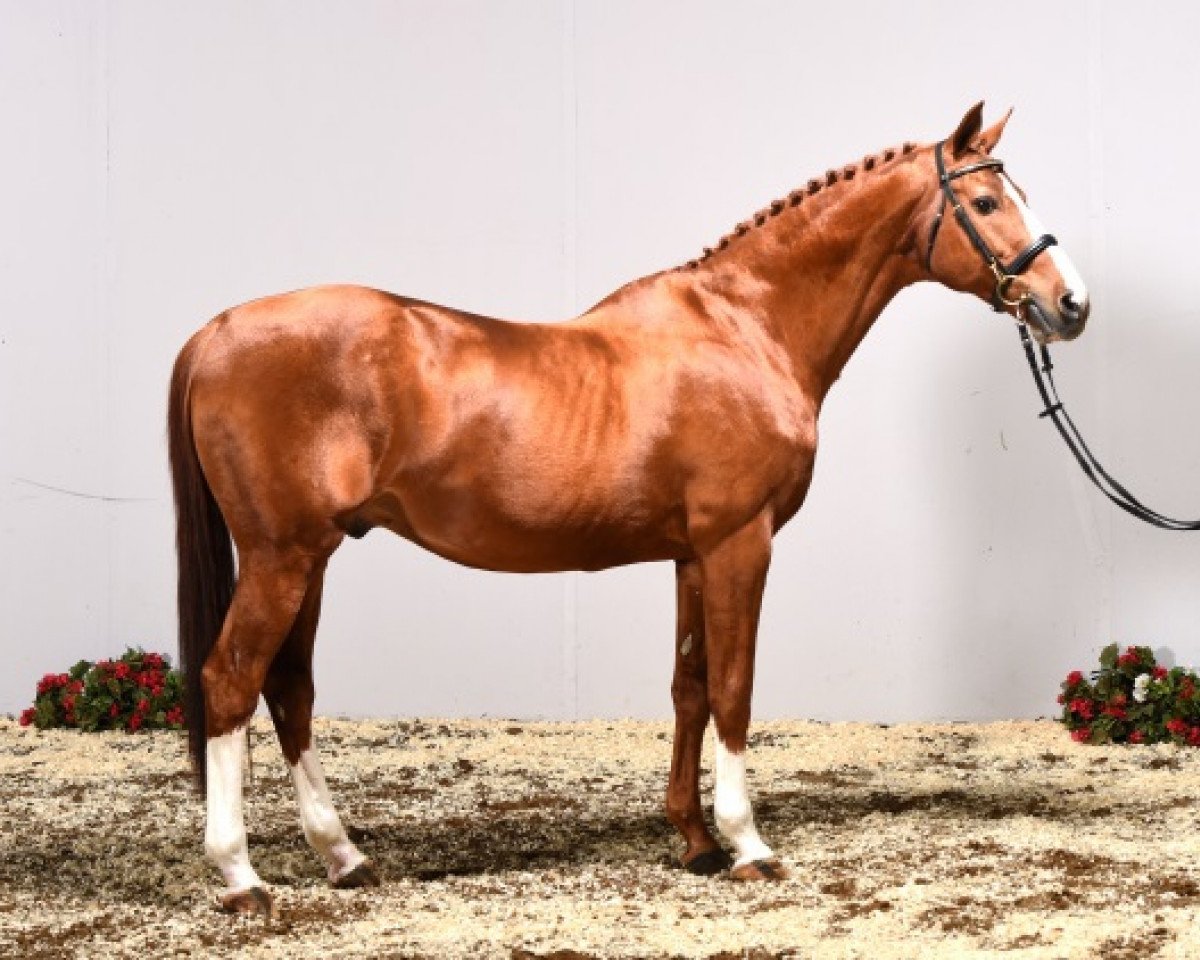 Deckhengst Hym d'Isigny (Selle Français, 1995, von Qredo de Paulstra)