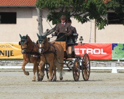 Pferd Feine (Haflinger, 2002, von Silbernacht)