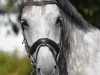 dressage horse Renaissance Tyme (Oldenburg, 2003, from Royal Diamond)