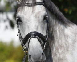 dressage horse Renaissance Tyme (Oldenburg, 2003, from Royal Diamond)