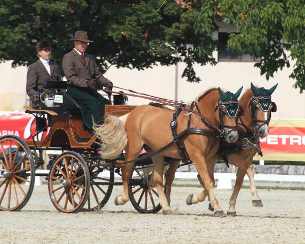 Pferd Silbernacht (Haflinger, 1993, von Sallrainer)