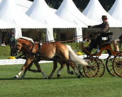 Pferd Adler-C (Haflinger, 1999, von Adonis U)