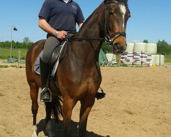 broodmare Bijou (Hanoverian, 2012, from Bob)