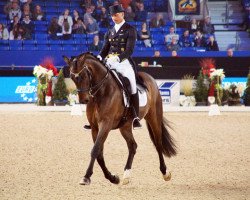 dressage horse Delaunay OLD (Oldenburg, 2006, from Dr Doolittle 45)