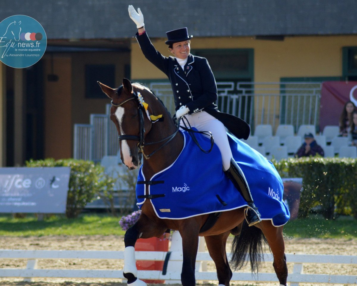 dressage horse Warhol (Hanoverian, 2000, from Warkant)
