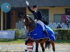 dressage horse Warhol (Hanoverian, 2000, from Warkant)