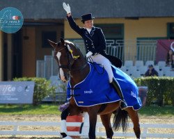 dressage horse Warhol (Hanoverian, 2000, from Warkant)