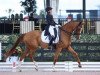 dressage horse Sunshine Tour (Oldenburg, 2007, from Sir Donnerhall I)