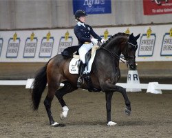 dressage horse Dan Brown (Hanoverian, 2008, from Dancier)