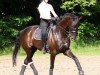 dressage horse Darius (Rhinelander, 2003, from Donnerloh)