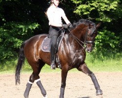 dressage horse Darius (Rhinelander, 2003, from Donnerloh)