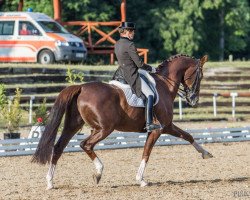 dressage horse Dzeko (Oldenburg, 2006, from Dimaggio)