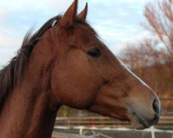 broodmare Laleh xx (Thoroughbred, 2012, from Toylsome xx)