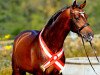 dressage horse Bartlgut's Duccio (Austrian Warmblood, 2005, from Dimaggio)