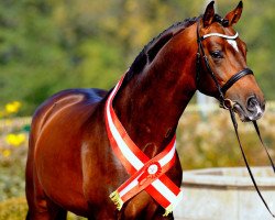 dressage horse Bartlgut's Duccio (Austrian Warmblood, 2005, from Dimaggio)