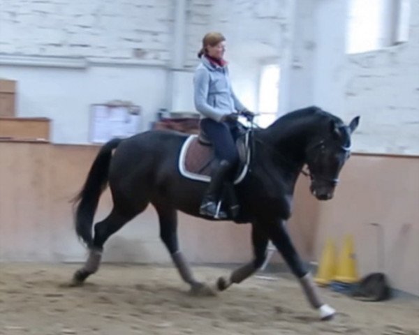 jumper Acandor (Oldenburg show jumper, 2009, from Acadus)