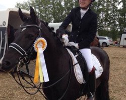 dressage horse Keep Cool 17 (New Forest Pony, 2001, from Young Winsome's Adrian)