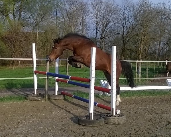 horse Sakolei Melina (New Forest Pony, 2002, from Silverlea Taboo)