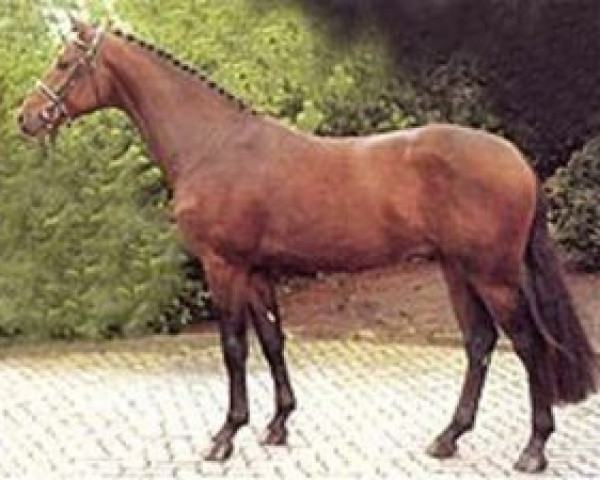 stallion Acorado I (Holsteiner, 1994, from Acord II)