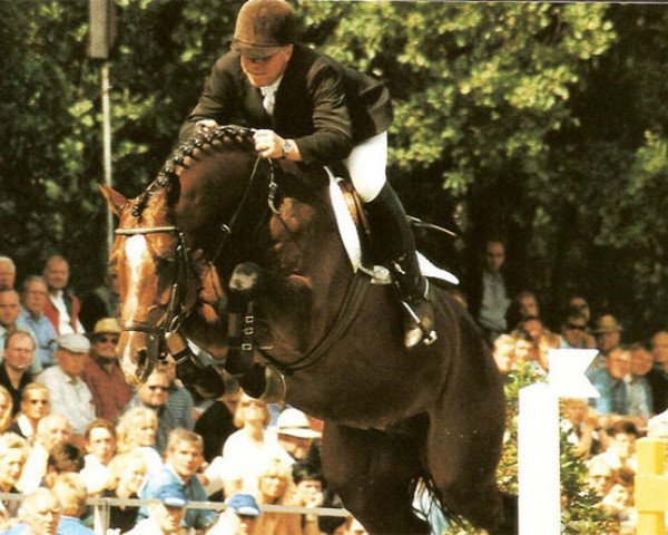 jumper Acorado I (Holsteiner, 1994, from Acord II)