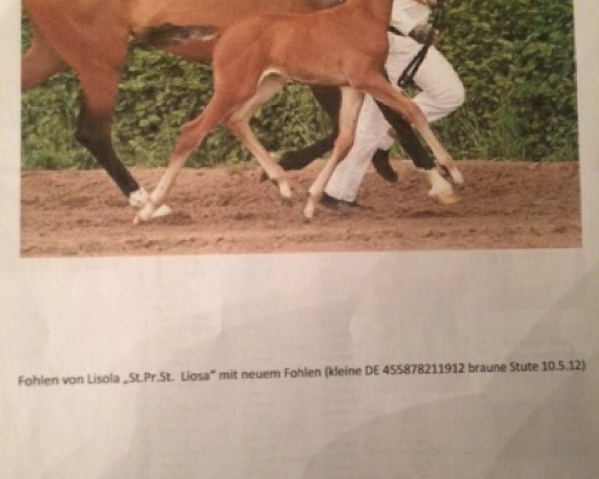Zuchtstute Liosa (Deutsches Sportpferd, 2008, von Callistus)