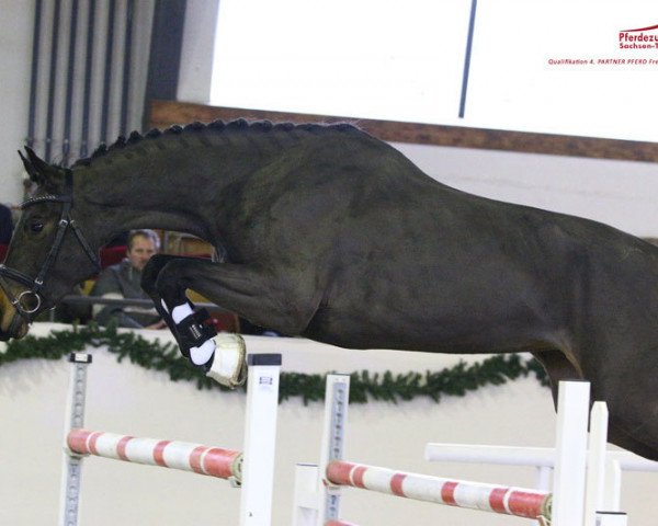 Zuchtstute Wääksyn Valentina (Deutsches Sportpferd, 2012, von Diarado)