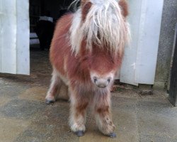 Pferd Fleetwood Ley Mighty Oaks (Shetland Pony (unter 87 cm), 2015, von Helza Moody Blue)