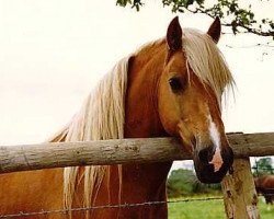 stallion Dwyfor Supersonic (Welsh-Cob (Sek. D), 1984, from Llanarth Siriel)