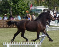 broodmare Bimberg Ebbeni (Welsh-Cob (Sek. D), 2009, from Bimberg- Boyo)