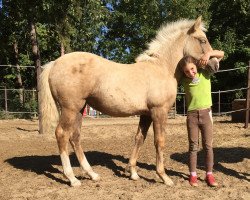 horse Treidelhof Anwen (Welsh-Cob (Sek. D), 2015, from Randeck Pandur)