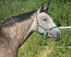 Springpferd Quite High (Holsteiner, 2006, von Quite Capitol)