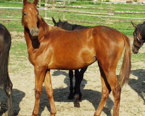 Pferd Samsara (Württemberger, 2002, von Stan the Boy)