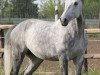 Dressurpferd Ruben's Grey (Westfale, 2008, von Real Diamond)