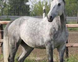 dressage horse Ruben's Grey (Westphalian, 2008, from Real Diamond)