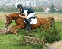 Zuchtstute Dorina S (Deutsches Reitpony, 1998, von Three-B-Valerian)