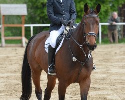 jumper Carice (Oldenburg show jumper, 2007, from Clinton H)