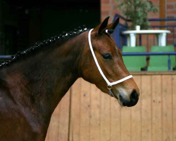 broodmare Diva S 5 (German Riding Pony, 2003, from FS Champion de Luxe)