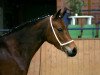 broodmare Diva S 5 (German Riding Pony, 2003, from FS Champion de Luxe)