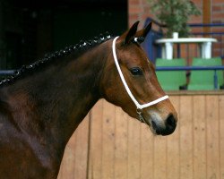 Zuchtstute Diva S 5 (Deutsches Reitpony, 2003, von FS Champion de Luxe)