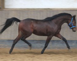 horse Pasjenz (Arabian thoroughbred, 2013, from Ekstern 1994 ox)