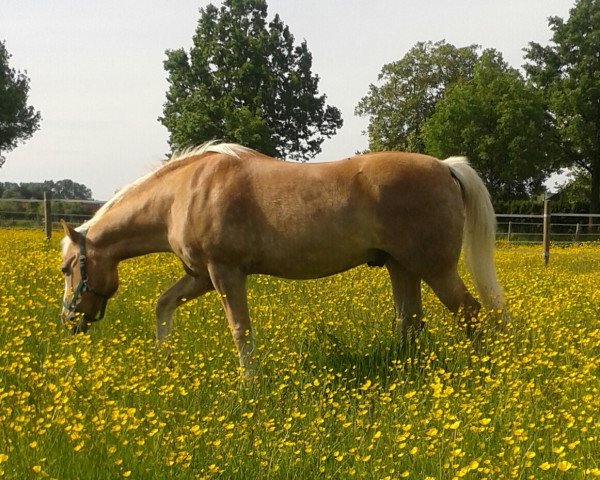 Pferd Arkoss (Haflinger, 1993, von Almkoenig I)