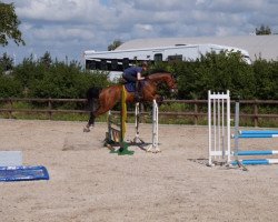 jumper Arabella 661 (German Warmblood, 2008, from Polypur)